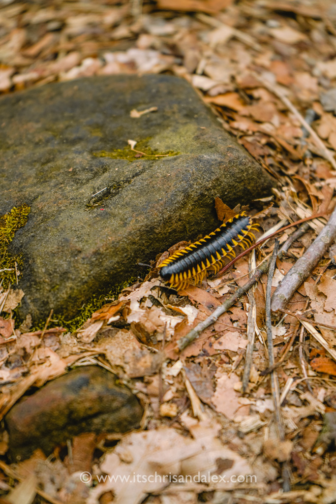 black and yellow flat millipede on Green River Bluff trail in Mammoth Cave National Park