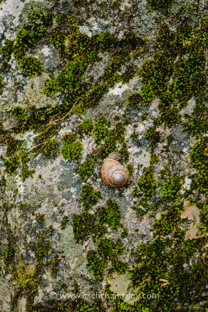 snail on a mossy rock in Mammoth Cave National Park