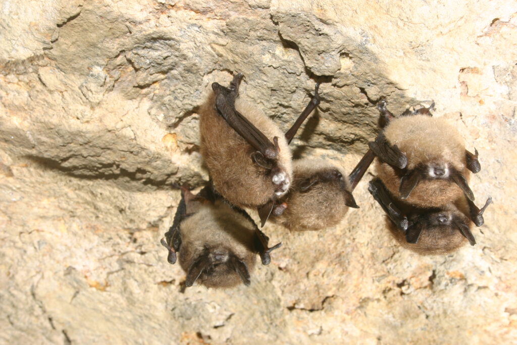 little brown bats in NY cave