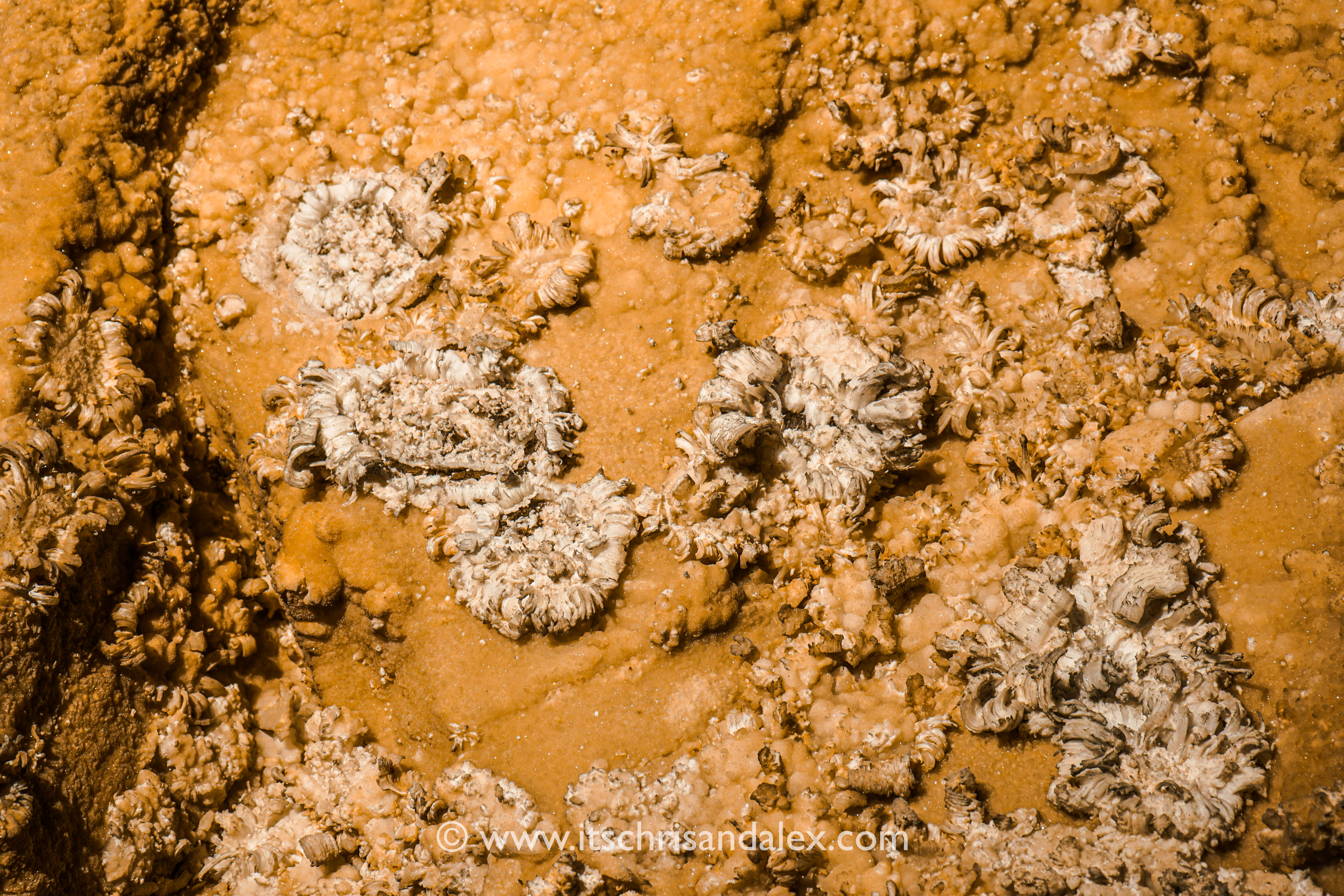 Gypsum flowers on the walls of Cleaveland Avenue in Mammoth Cave National Park